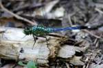 Blue Dasher Dragonfly