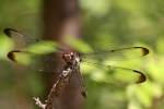 Great Blue Skimmer Dragonfly