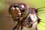 Great Blue Skimmer Dragonfly