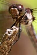 Great Blue Skimmer Dragonfly