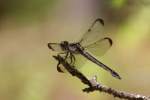 Great Blue Skimmer Dragonfly