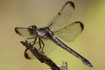 Great Blue Skimmer Dragonfly