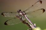 Great Blue Skimmer Dragonfly