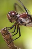 Great Blue Skimmer Dragonfly