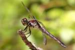 Great Blue Skimmer Dragonfly