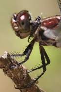 Great Blue Skimmer Dragonfly