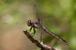 Great Blue Skimmer Dragonfly