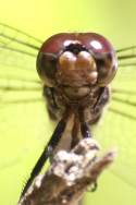 Great Blue Skimmer Dragonfly