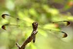 Great Blue Skimmer Dragonfly