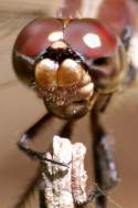 Great Blue Skimmer Dragonfly