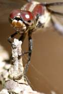 Great Blue Skimmer Dragonfly