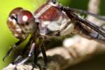 Great Blue Skimmer Dragonfly