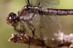 Great Blue Skimmer Dragonfly