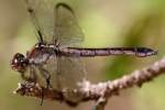 Great Blue Skimmer Dragonfly