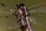 Great Blue Skimmer Dragonfly