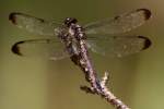 Great Blue Skimmer Dragonfly