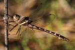 Bronzed River Cruiser Dragonfly