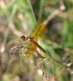 Eastern Amberwing Dragonfly