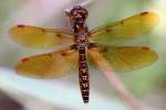 Eastern Amberwing Dragonfly