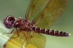 Eastern Amberwing Dragonfly