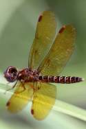 Eastern Amberwing Dragonfly