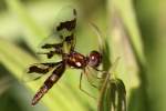 Low-flying Amber-wing Dragonfly