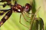 Low-flying Amber-wing Dragonfly