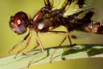 Low-flying Amber-wing Dragonfly