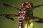 Low-flying Amber-wing Dragonfly