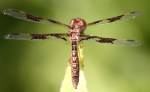 Low-flying Amber-wing Dragonfly