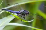 Green Darner Dragonfly