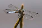 Green Darner Dragonfly