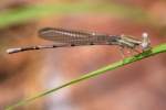 Damselfly