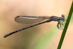 Damselfly