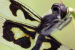 Banded Pennant Dragonfly