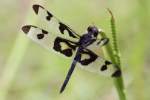 Banded Pennant Dragonfly