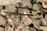 Blue-fronted Dancer Damselfly