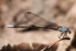 Blue-fronted Dancer Damselfly