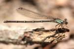 Blue-fronted Dancer Damselfly