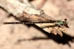 Blue-fronted Dancer Damselfly