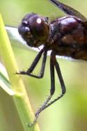 Widow Skimmer Dragonfly