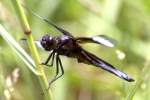 Widow Skimmer Dragonfly