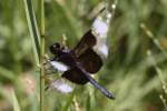 Widow Skimmer Dragonfly