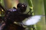 Widow Skimmer Dragonfly