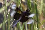 Widow Skimmer Dragonfly