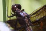 Widow Skimmer Dragonfly