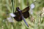 Widow Skimmer Dragonfly