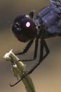 Slaty Skimmer  Dragonfly