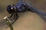 Slaty Skimmer  Dragonfly