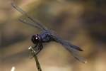 Slaty Skimmer  Dragonfly